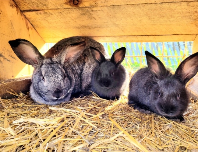 Wander's Tiny Farm – Bunny