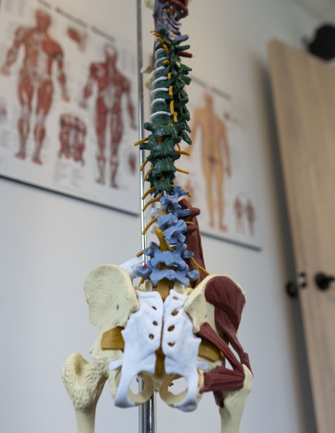 Educational display of human spine model in room