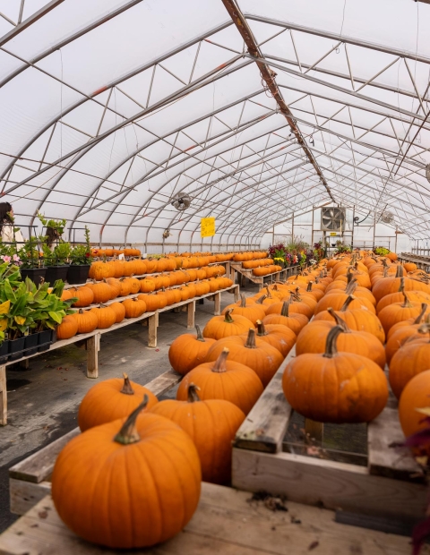 Two tables of pumpkins in the greenhouse at The Berry Barn