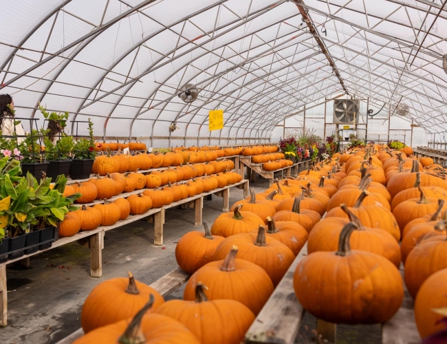 Two tables of pumpkins in the greenhouse at The Berry Barn