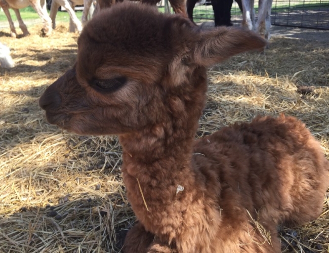 Prairie Fire Alpacas – Baby Alpaca