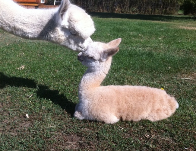 Prairie Fire Alpacas – Baby Alpaca