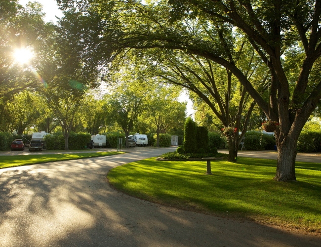 a beautiful park full of trees and lush green grass