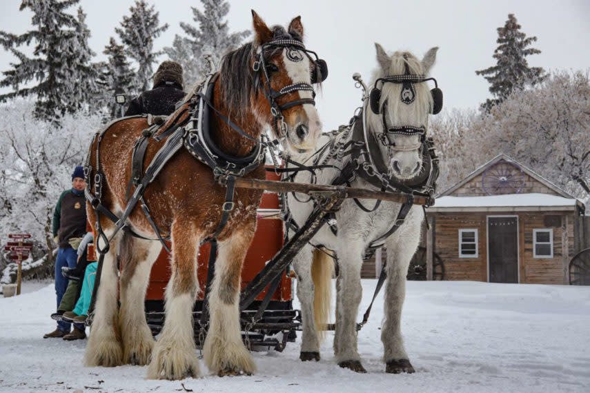 champetre horses