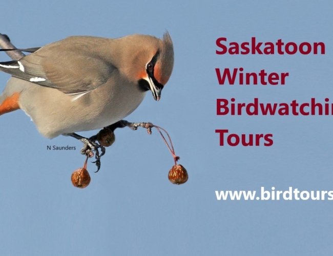 Saskatoon Winter Birdwatching Tour